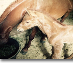 Our Diamond In The Sky