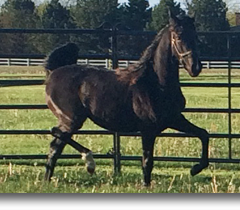 Mid-Knight’s Irish Dream